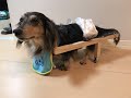 歩けないワンちゃんに歩く喜びを。犬用歩行器の簡単な作り方。