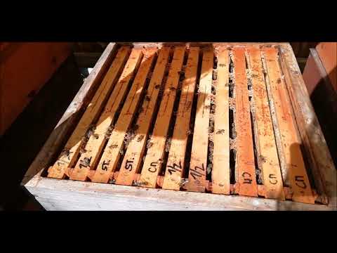 Video: Podzimní A Zimní Starosti Včelaře