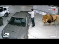 Wild Animals Invade Cities Caught on Camera 🐾