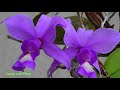 ORCHID CATTLEYA NOBILIOR, ORCHIDS, ORCHIDS ON COCONUT TREES, ORQUÍDEAS EM ÁRVORES, NATURAL BEAUTY