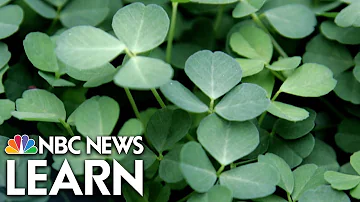 Co nám chlorofyl pomáhá?