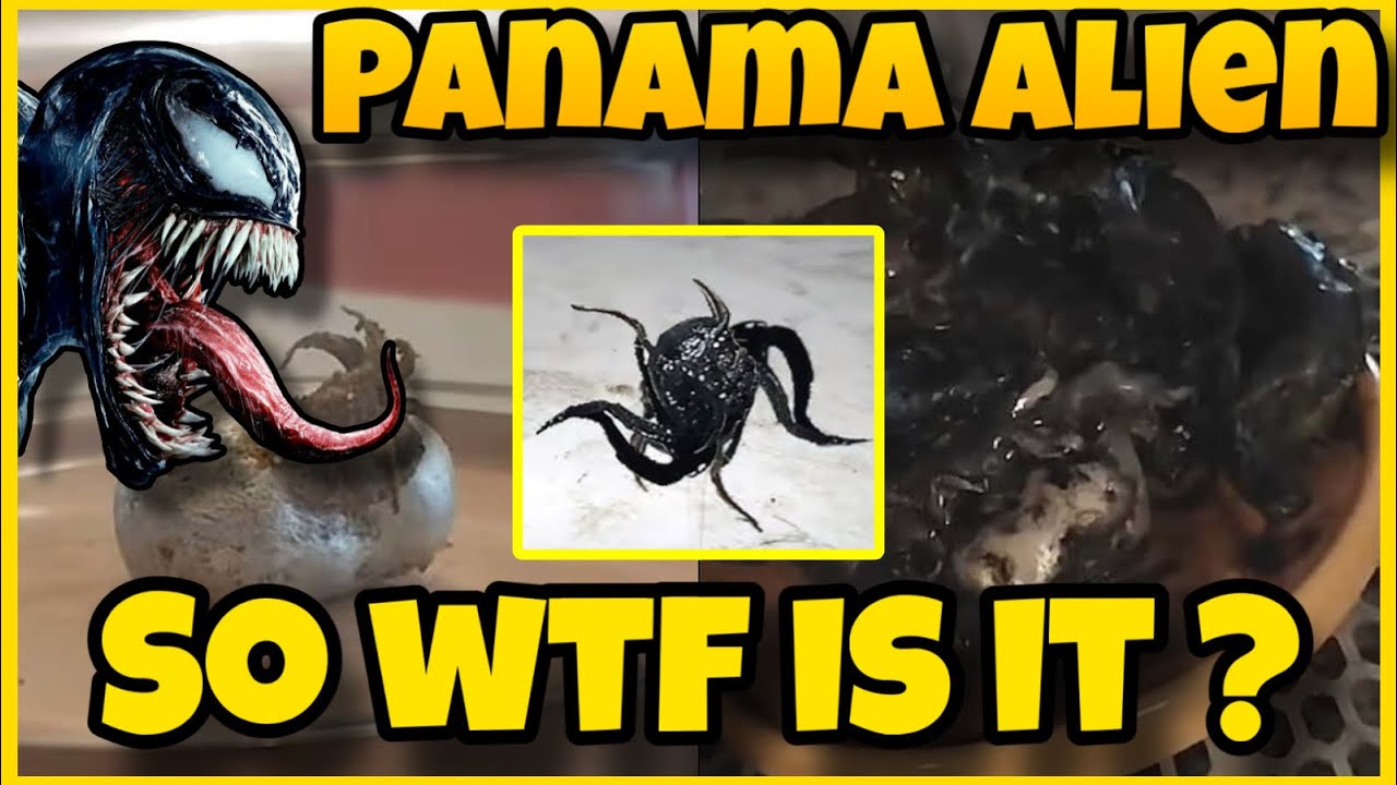 The Panama Meteorite Learning To Move Around ?