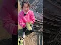Very tasty melon #shortvideo #farming #yummy #youtubeshorts