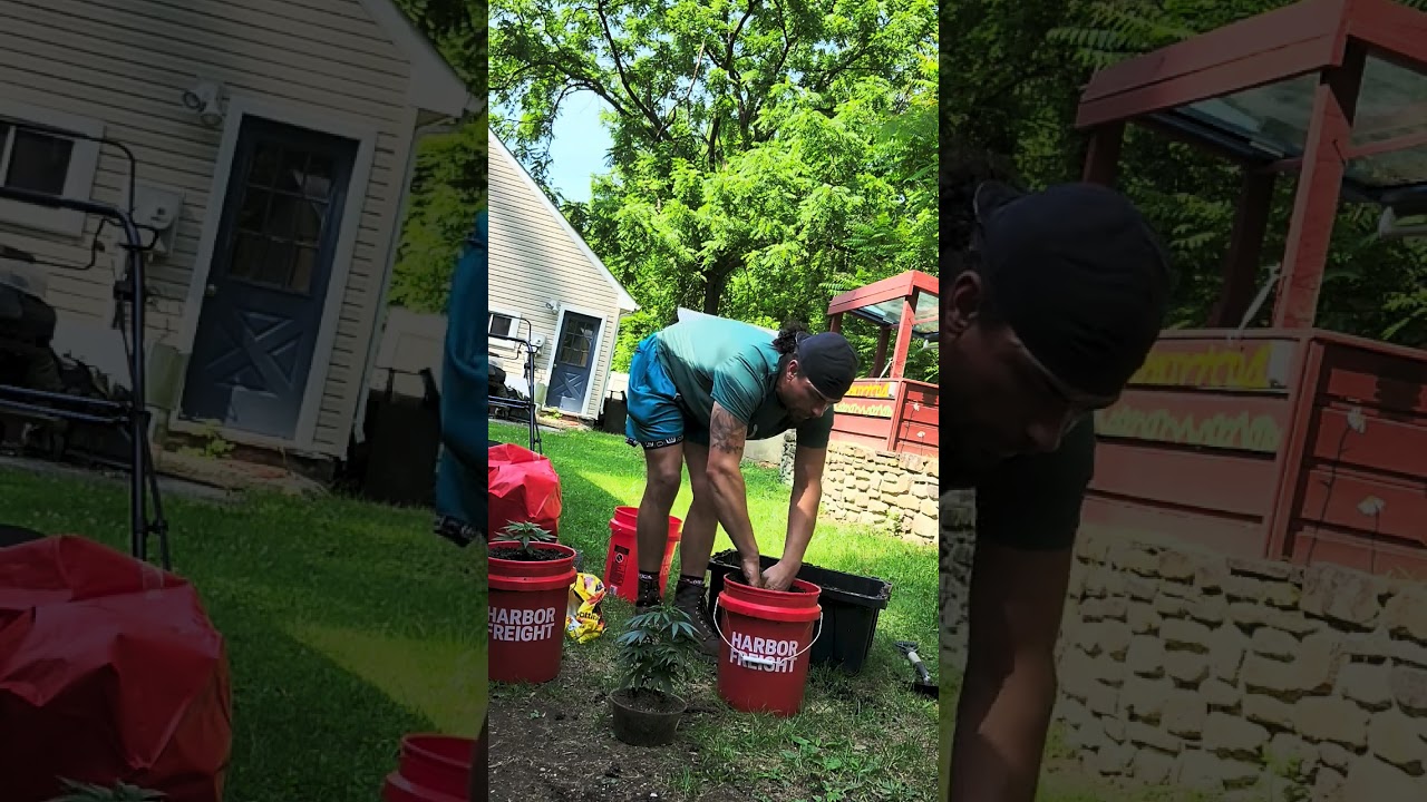 how to re-pot plants quickly