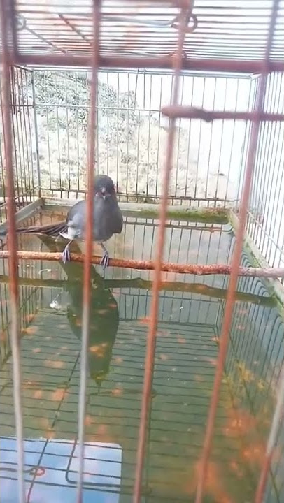 Murai Air Nembak Sambil Mandi#shorts