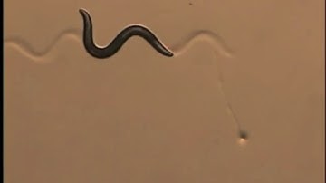 OpenWorm  An open source C.  elegans nematode simulation