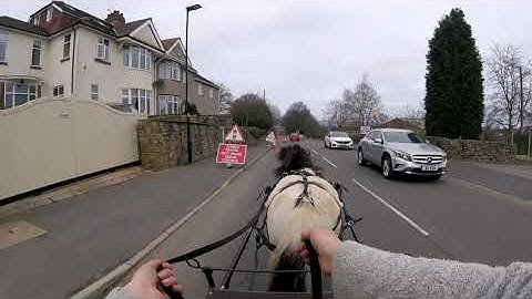 Training Carriage Driving Using Positive Reinforcement: Part 2 (No Bit, No Blinkers)