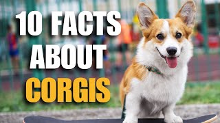 CORGI  10 Facts You Need To Know!