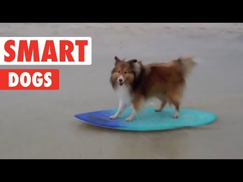 This compilation of smart dogs will leave you astonished! 