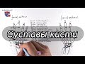 Анатомия суставов кисти - meduniver.com