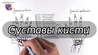 Анатомия суставов кисти - meduniver.com
