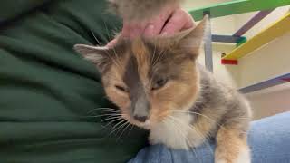 Sherbert  adoptable cat at Oshkosh Area Humane Society