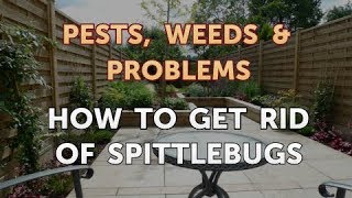 How To Get Rid Of Spittlebugs Youtube