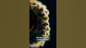 The Hidden Algae Living Inside Coral