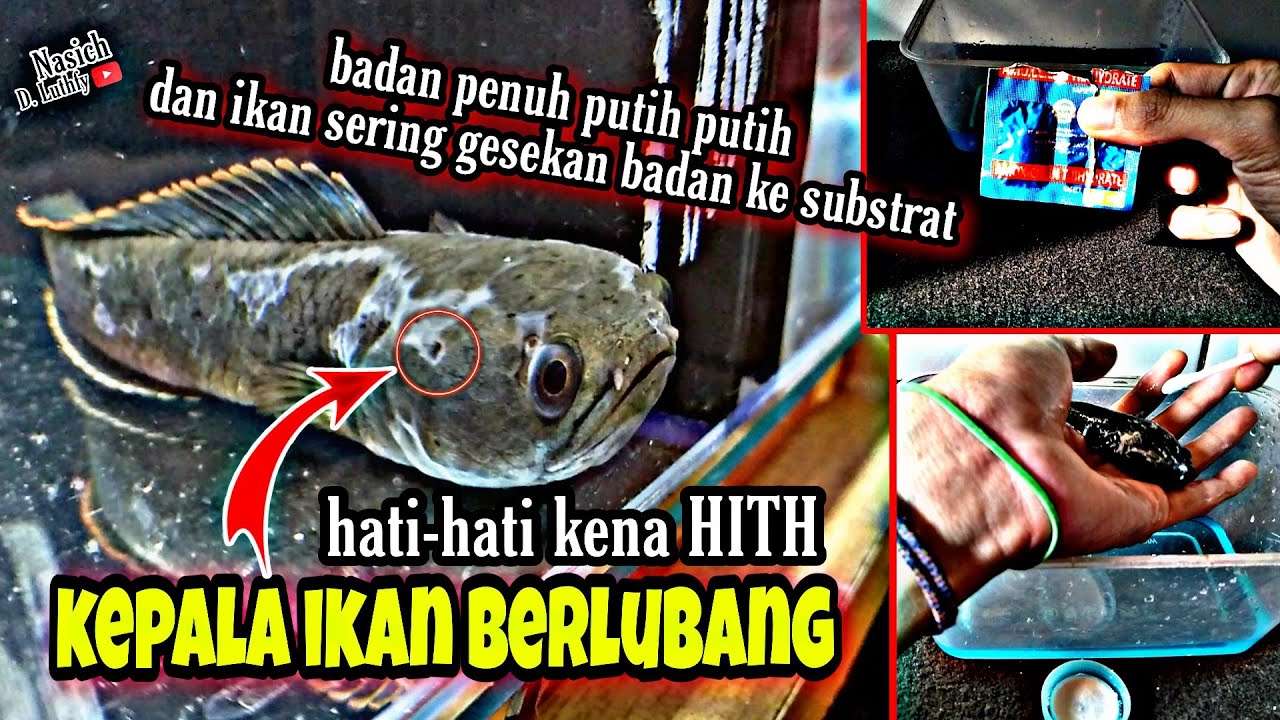 Hole In The Head Pada Ikan Channa