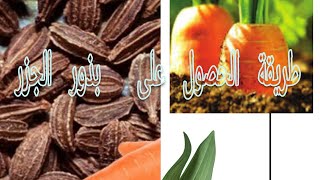 طريقة الحصول على  بذور الجزر