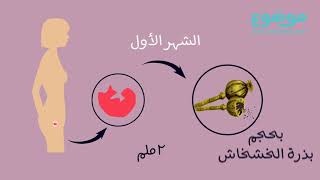 مراحل تطور الجنين أثناء الحمل