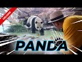 PANDA DEPAN MATA... PENGEN PELUK !!