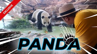 PANDA DEPAN MATA... PENGEN PELUK !!