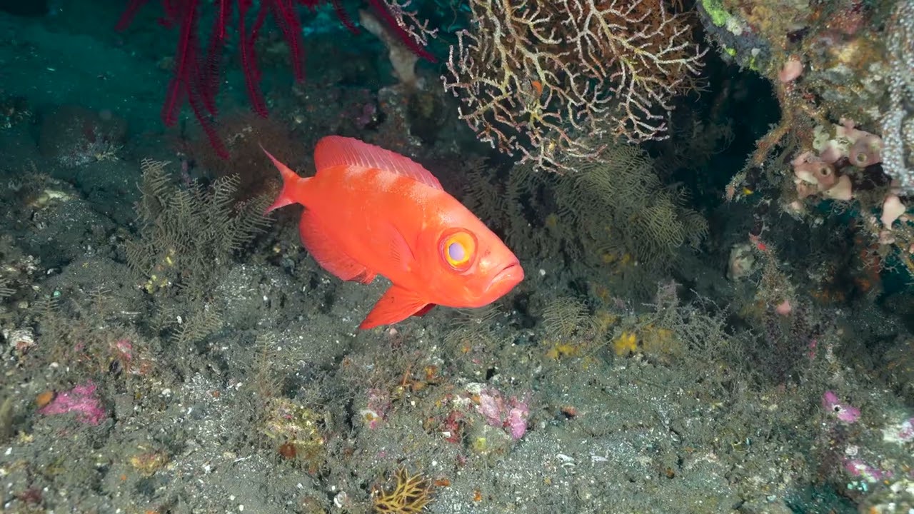 USAT Liberty Wreck, Tulamben, Bali, Indonesia 191125 1