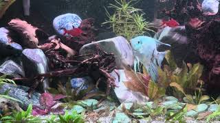 Blueberry the Blue Angelfish Steals the Show! 