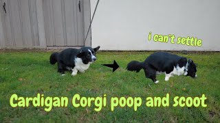 Cardigan Welsh Corgi likes to scoot while pooping | Totle the corgi Ep.68