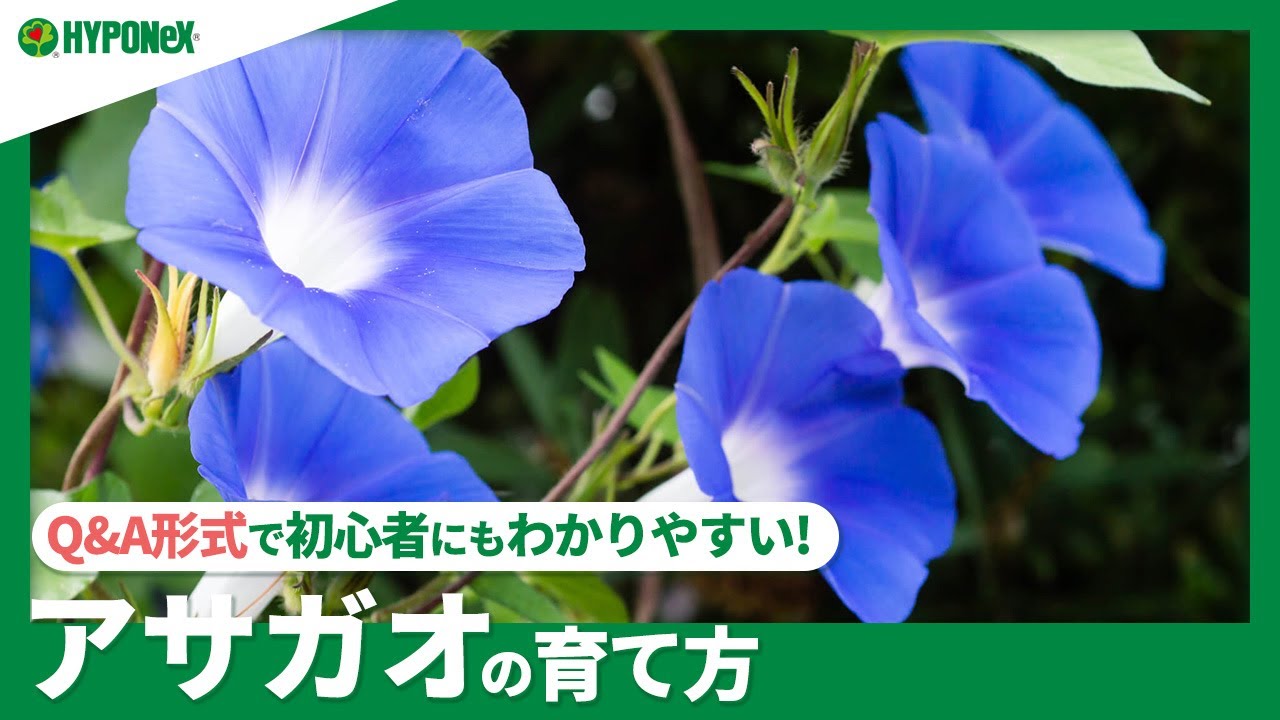 76 アサガオの育て方 種まきを成功させるコツは 支柱や摘心のタイミングなどもご紹介 Plantiaq A 植物の情報 育て方をq A形式でご紹介 Youtube