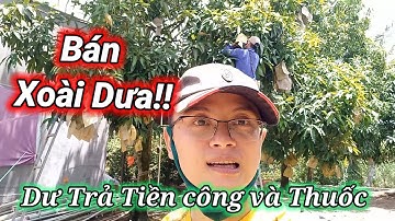 Cận cảnh Bao Xoài Chu Bao Vàng | HLXBV