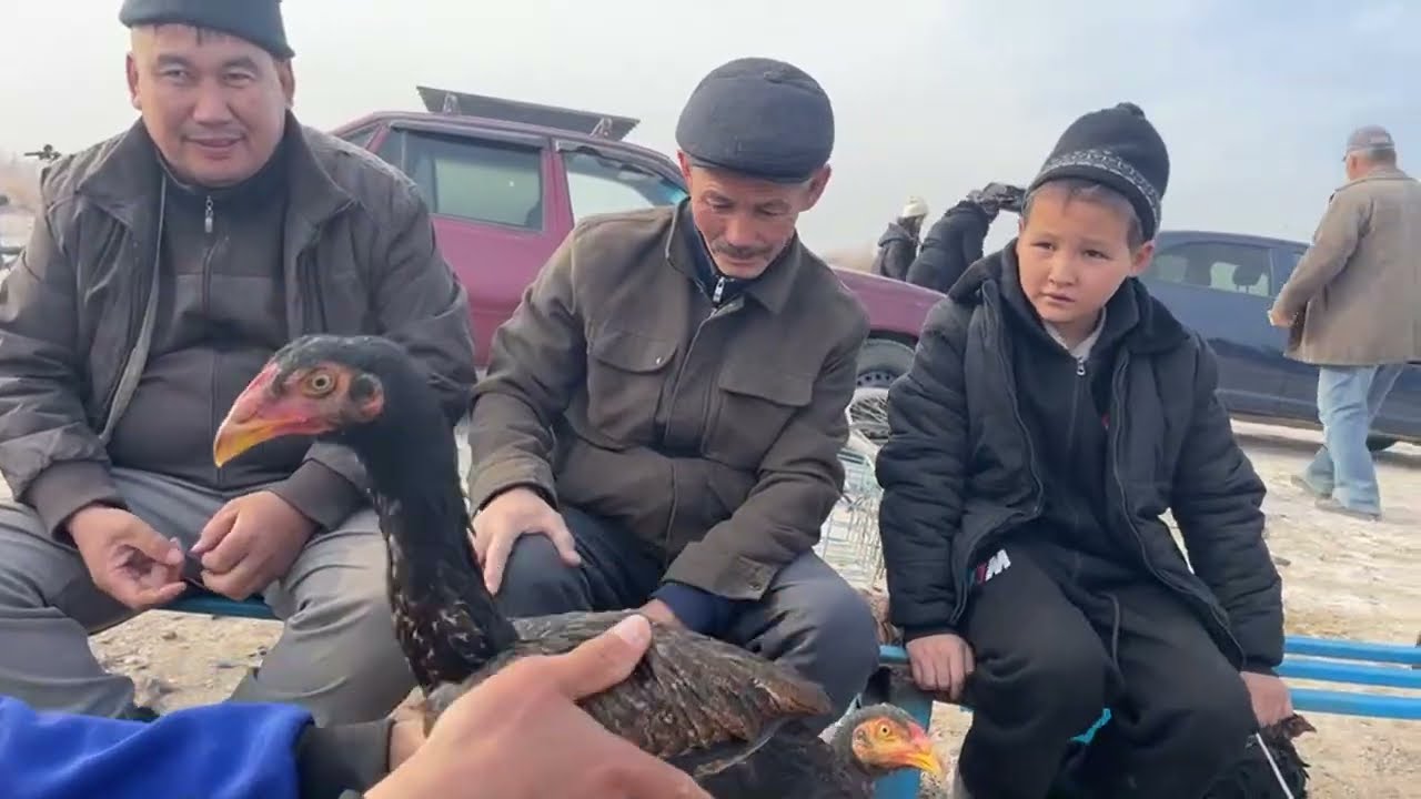 16-НОЯБР/2025/ШЫМБАЙ ТАУЫК БАЗАРЫ/ТАУЫК БАЗАР 2025