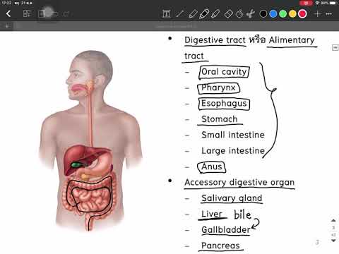 Digestive system part 1/2 รายวิชา Basic anatomy By Aj.Nathamon