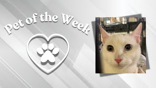 Pet of the Week: Sweet Sugar