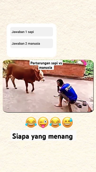 pertarungan sapi vs manusia
