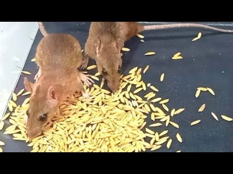 More Rats Eats Rice Rat eating rice 🌾 - YouTube