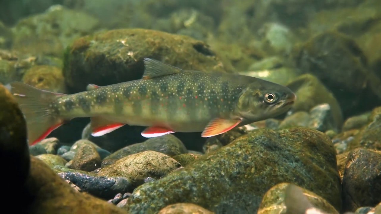 Dolly Varden Fish YouTube