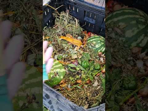 Біопрепарат для компосту SeptiWell 500 мл (рідина), видео 1