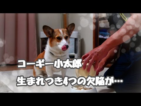 生まれつき体に四つの欠陥があるコーギー小太郎。それでも元気に育って手作りごはんを元気に食べておかわりまでしちゃいます。ほぼ毎日夜七時に更新中！