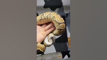 Yellow Belly Special Calico Ball Python Girl