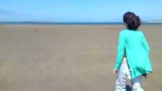 Staffy Pup Vs Springer