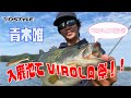 VIROLA 祭り !? 入鹿池の表層も中層もボトムも大攻略！！【青木唯】