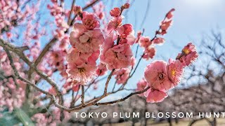 Live Tokyo Walk - Plum Blossoms in Kinuta Park 🌸