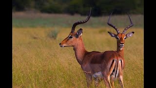 AFRICAN ANTELOPES IDENTIFICATION