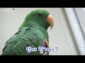 마! 부산사투리 쓰는 앵무새 본적있나? 앵무새 제리 [주주클럽] too talkative parrot, Jerry