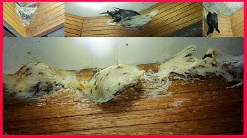 New Update Bird Nest House In Cambodia | Swiftlet Bird Nest Farming @SokleapTho