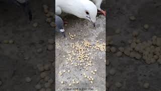 What Seeds Pigeons Eats shorts Birds Seeds pigeon ytshorts trending Pigeon Seeds trendingshorts