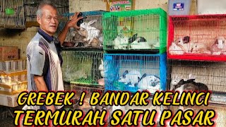 NGGAK PERNAH DI RIVIEW ! GUDANGNYA KELINCI !! UPDATE HARGA KELINCI TERMURAH DI PASAR BURUNG PRAMUKA