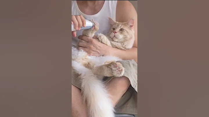 Video 10923831: maine coon cat grooming, big maine coon, cute cat