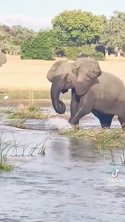 Gajah pijak si buaya