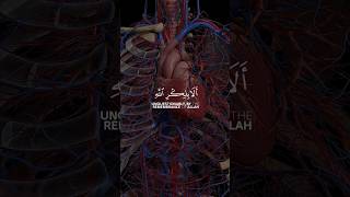 Surah Ar Rad verse 28 amazing recitation with english translation