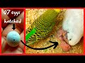 07 Baby Budgies from eggs to hatching in the nest - budgie breeding/ what happens inside the nest