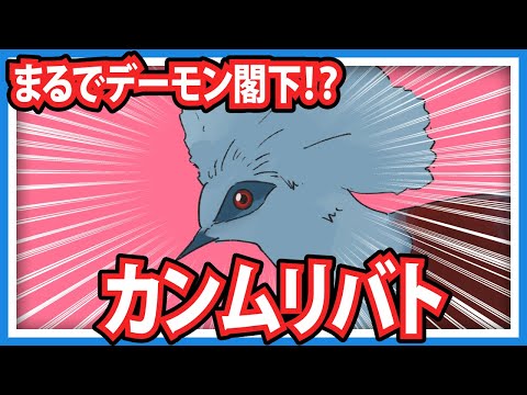 【羽鳥ぽぽぽ】カンムリバトについて【第263羽】